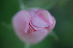 Filt-Rose-1