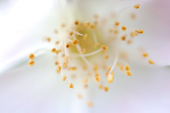 Filt-rose7