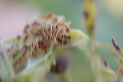 Filtrose-13