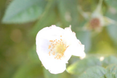 Filtrose11H