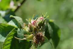 Langstilket-Filt-rose3-H